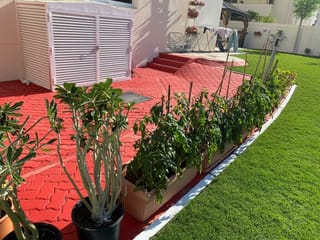 Want to protect your kitchen garden from rough weather? Follow these simple tips from UAE horticulturists