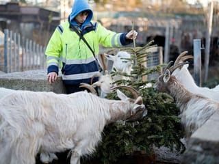 Maa-ry Christmas! London goats feast on festive firs