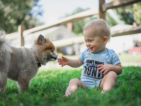 Pets travel requirements to know
