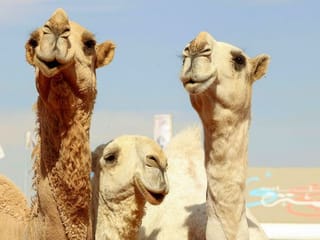 Photos: Women's camel beauty contest makes debut in Saudi Arabia