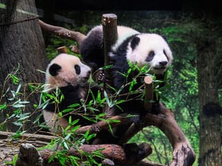 Photos: Twin panda cubs debut at Tokyo zoo, woo devoted fans 