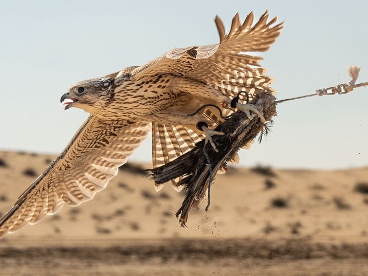 Falcon