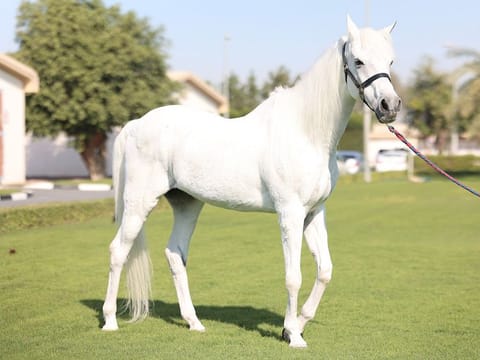 Kuzumi's favourite treats are apples, carrots, and corn-and-soy based meals