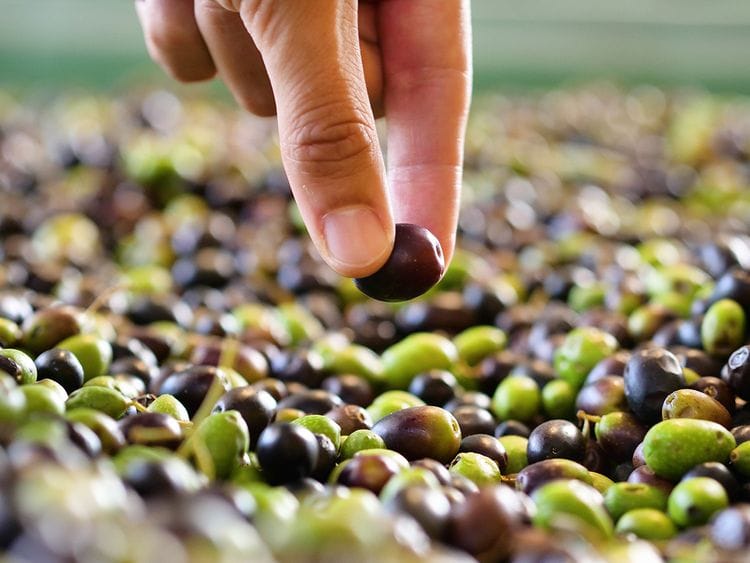 pure-or-adulterated-know-your-olive-oil