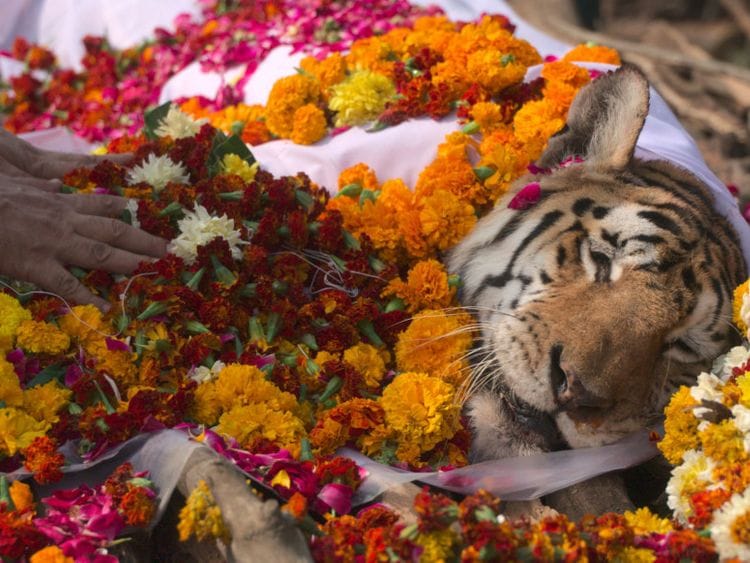 farewel tiger-1642670011377