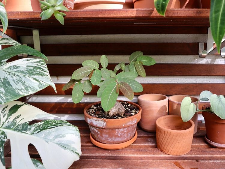 potted plant harly sabater