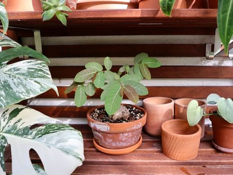  Venture into plant parenthood with these simple tips from a pro plant dad in the UAE.