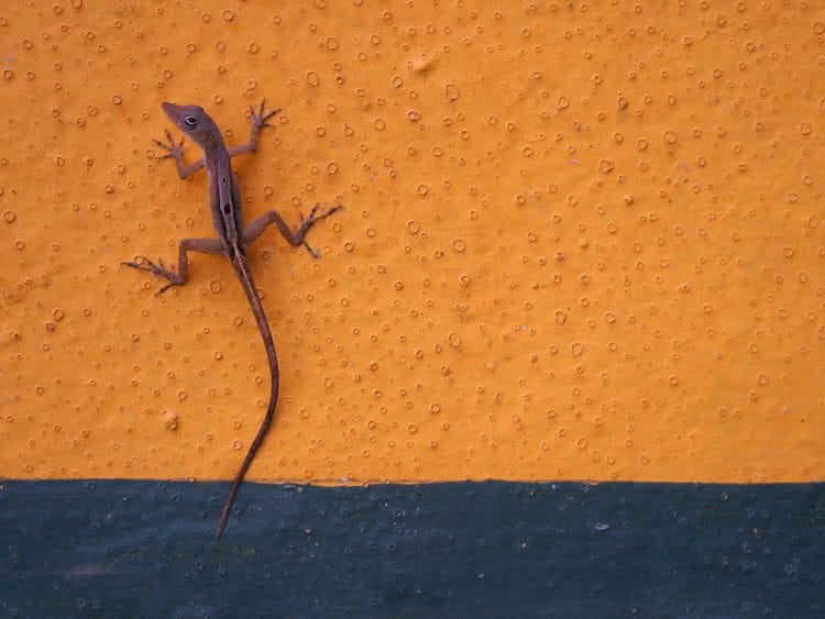 Gecko lizard