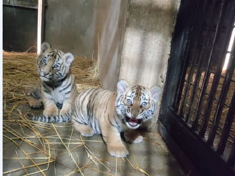 Born on December 26, Felix and Julia are doing well, and are purely on mother’s milk.