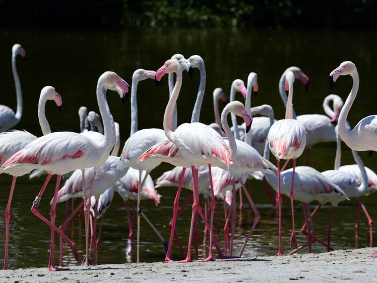 FLAMINGO54-1644642446113