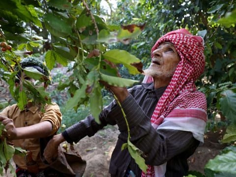 Photos: Saudi Arabia coffee legacy percolates through ages