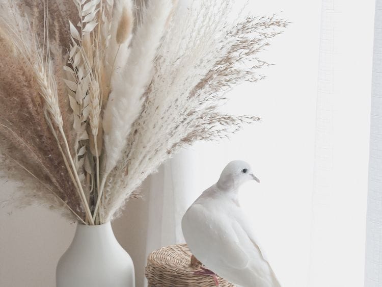 Dove in the house