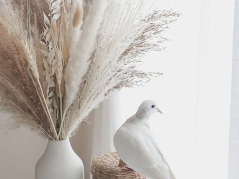 Dove in the house: I feel strangely fulfilled that I have won her trust