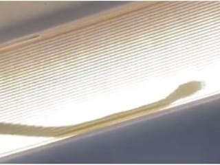 Watch: Passengers spot snake on a plane; AirAsia flight forced to divert