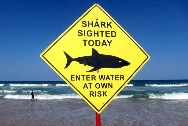 shark-1645025483054