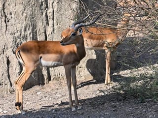 Sharjah Safari adds more than 60 animals from Africa