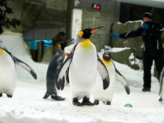 Snow parks, ice rinks: Cool ways to spend your sizzling summer in Dubai