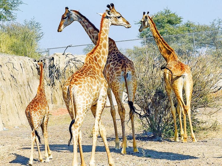 20220218 sharjah safari