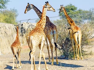 In Pictures: Sharjah Safari Park