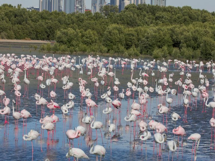 Ras Al Khor Wildlife Sanctuary 1-1646304848451