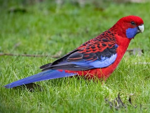 Crimson Rosella seemed to be the most common bird in parts of Australia 