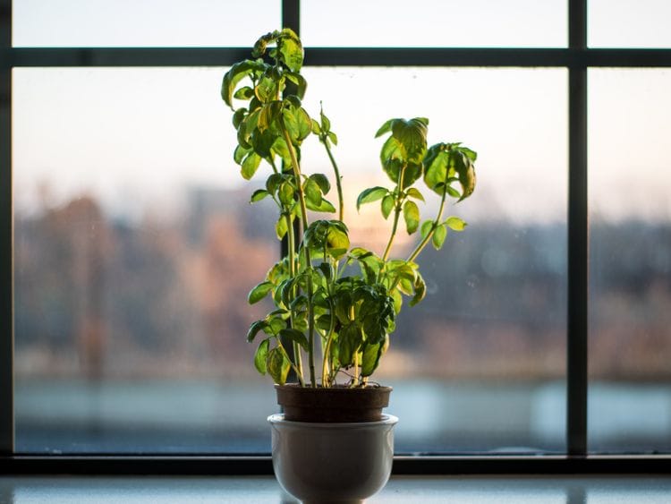 Basil plant