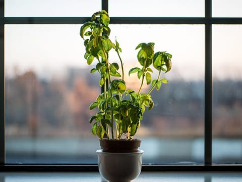 Basil seedlings taught me to never give up on dreams