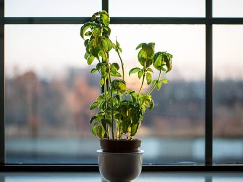 Basil seedlings taught me to never give up on dreams