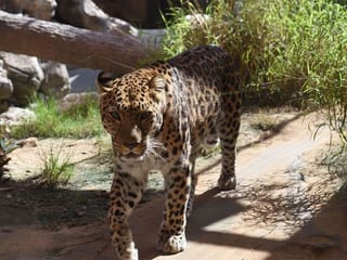 UAE visit: 7 unusual animal encounters in Dubai, Abu Dhabi, Sharjah