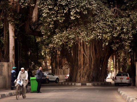 People walk under a 150 year-old banyan tree near the Cairo tower in Egypt.