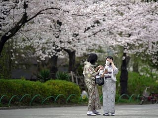 Photos: Japan enjoys peak cherry blossoms, but no party