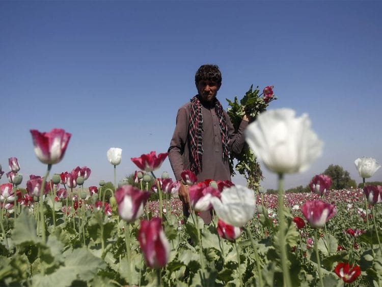 An Afghan man works on a poppy field in Jalalabad province
