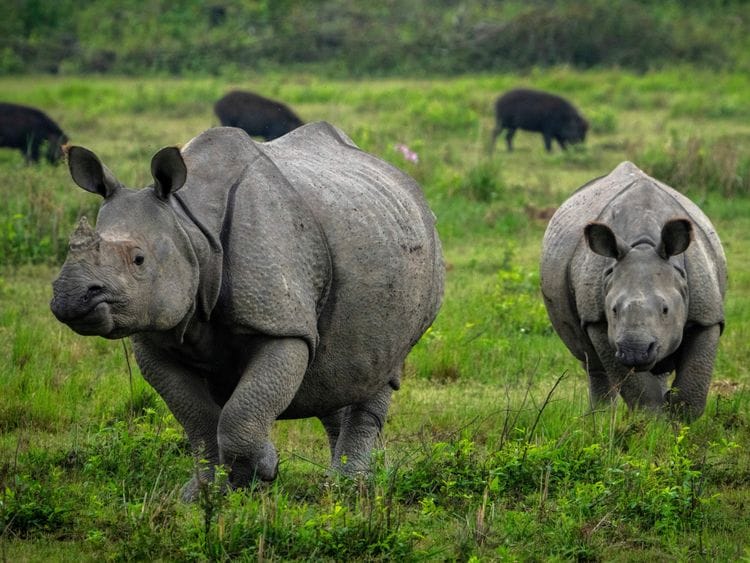 Copy of India_Rhino_Census_Photo_Gallery_75851.jpg-9f4d4-1648982098141