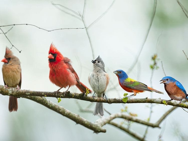 Birds