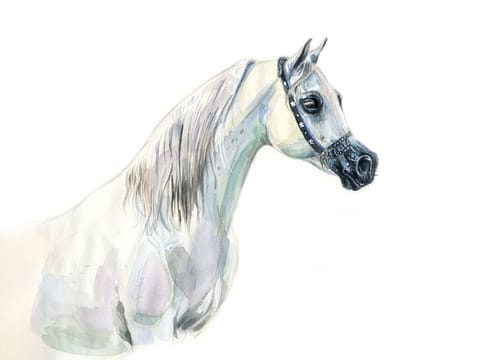 If we know ourselves, we know our Arabian horse