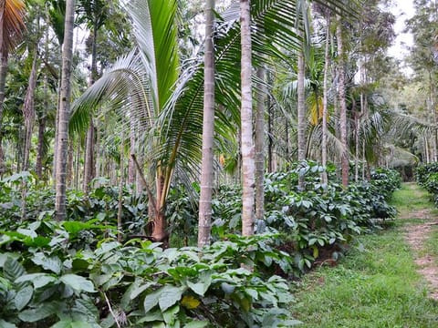 Chickmagalur Coffee Plantation 