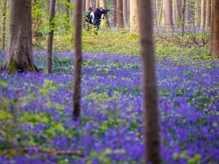 Photos: Bluebells bloom in Belgium woodland