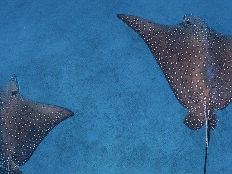 Eagle-Ray