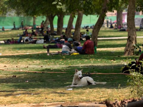 A dog and construction workers take shelter under the shade of trees on a hot day in New Delhi on May 2, 2022. 