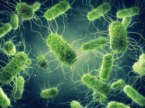 Pathogenic Salmonella bacteria 