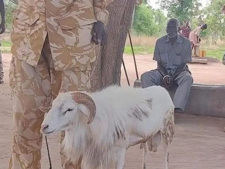 The 'guilty' ram that killed an old woman in South Sudan.  