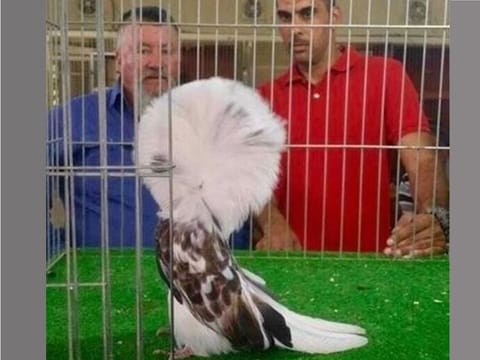  The winning bird was selected based on colour and age. Saudi Arabia’s Miss Pigeon’s price increased tenfold after it won the completion and it was sold for SR55,000.