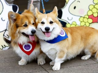 Photos: Queen's Jubilee brings parade of Corgies