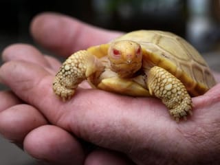 Photos: Rare albino Galapagos giant tortoise born in Swiss zoo