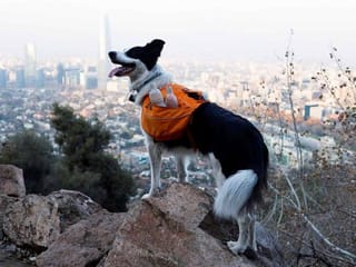 Video: Clean, green superhero dog fights garbage in Chile 