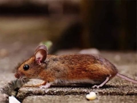 Rodents already carry several zoonotic microorganisms, such as Hantaviruses and Tularemia, meaning they play a key role in how infectious diseases are spread.