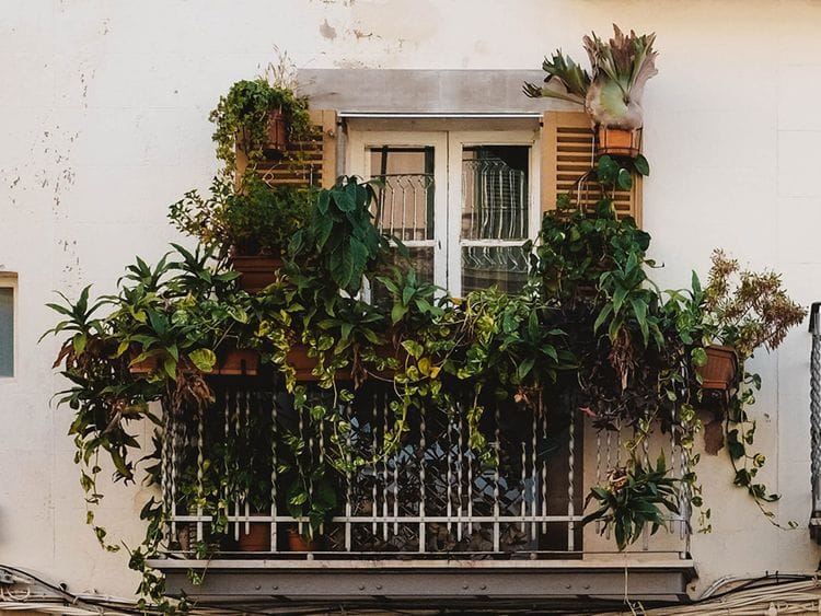 Balcony vertical garden plants 