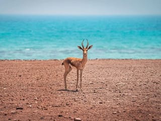 From the Editors: A nature reserve that is the UAE’s pride