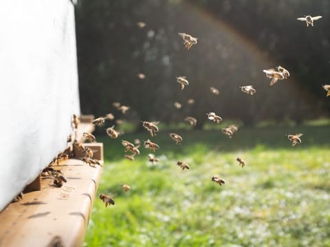 What if one day not so long in future there would be no more bees, no honey and no beekeepers