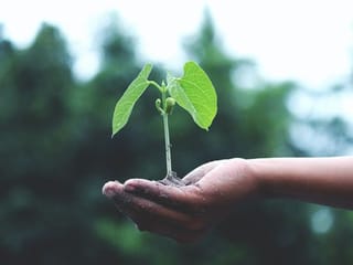 Plant more trees for urban health, Sharjah Ruler urges residents